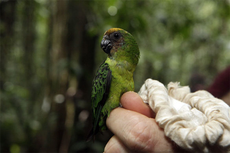 Mount Bosavi buff faced pygmy parrot