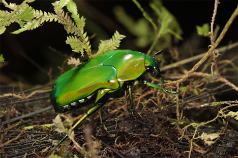 mount bosavi beetle