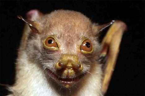 mount bosavi tube-nosed bat