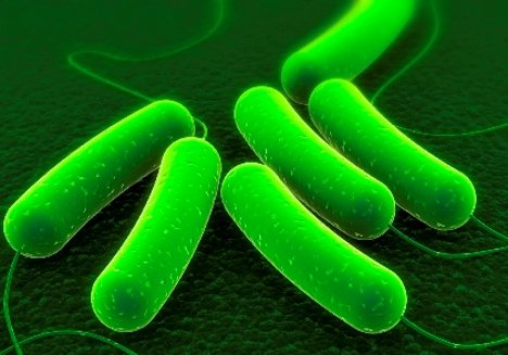 coli bacteria fuel jet its switchgrass diesel