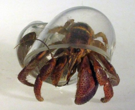 See Hermit Crabs Like Never Before With Blown Glass Shells 