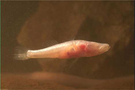 Australian Blind Fish