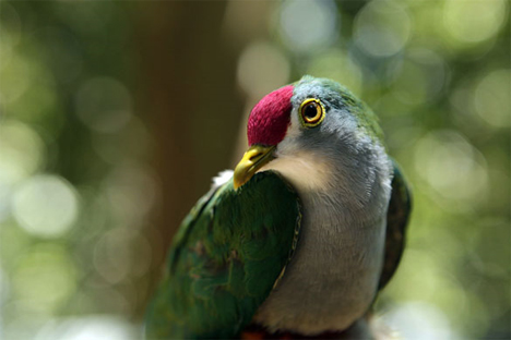 Mount Bosavi fruit dove