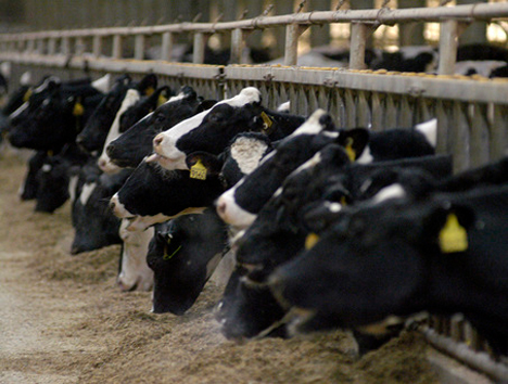 Could Pain-Free Animals End Factory Farm Suffering? | Gadgets ...