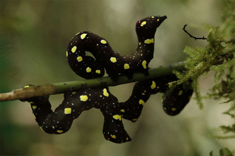 mount bosavi black and yellow noctuid caterpillars