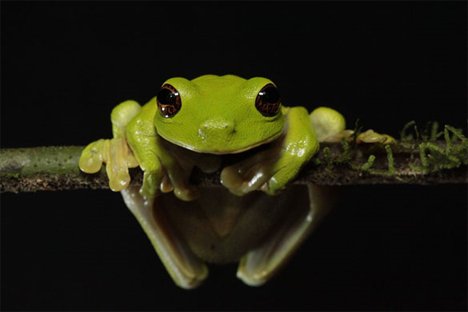 mount bosavi endangered frog