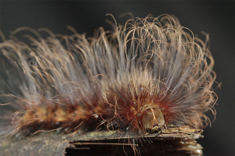 mount bosavi hairy caterpillar