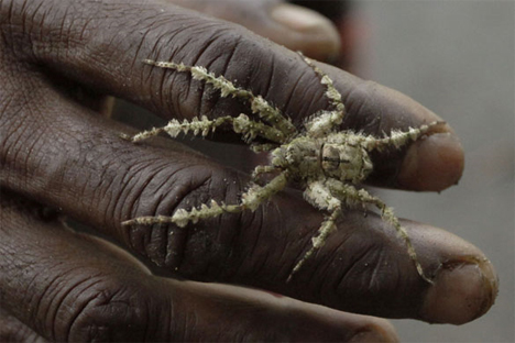 mount bosavi jungle spider