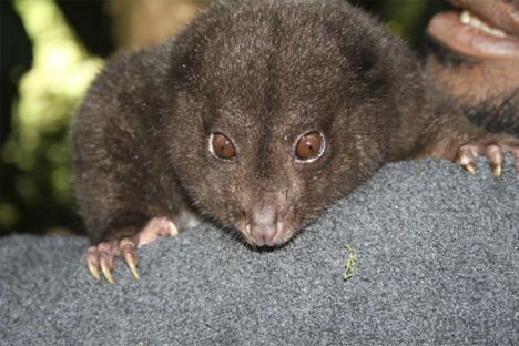 mount bosavi silky cuscus