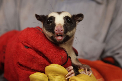 mount bosavi striped possum