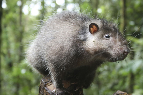 mount bosavi wooly rat