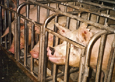 pig farming