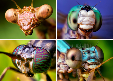 bug macro photographs