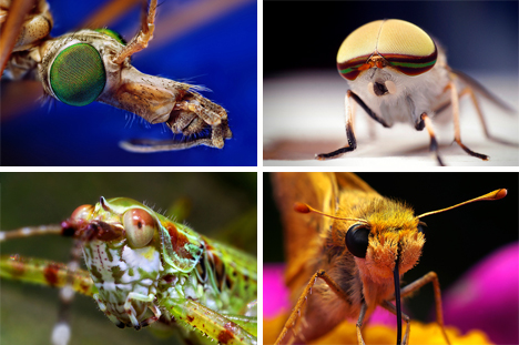 close up insect photographs