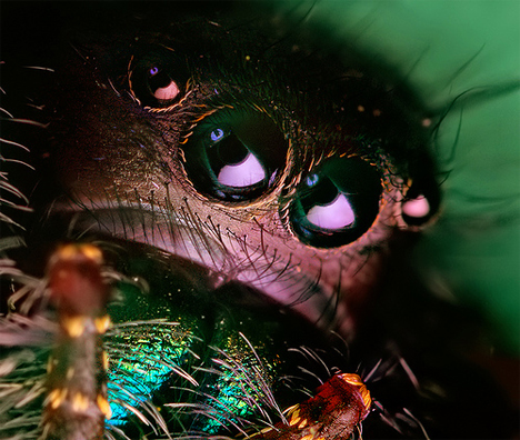 closeup spider face