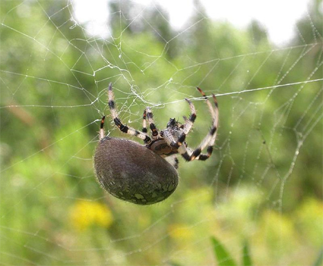 metal infused spider silk