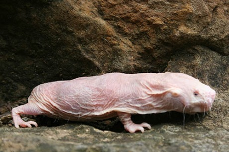 naked mole rat p16 gene stops cancer growth
