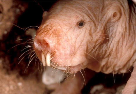 naked mole rat resists cancer