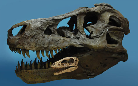 raptorex and t rex skulls