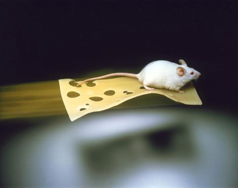 Who Moved My Cheese? Lab Mouse Levitated With Magnets | Gadgets ...