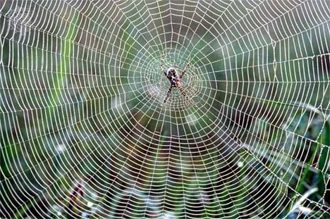 super strong spider silk