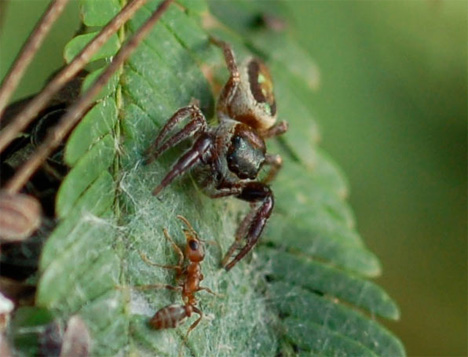 b kiplingi vegetarian spider and ant