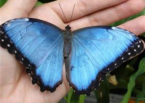 blue morpho butterfly