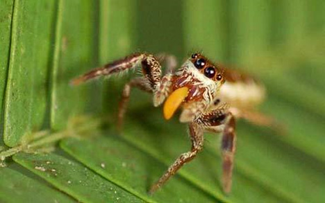 central american vegetarian spider