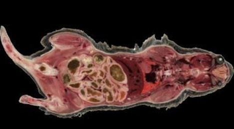 3d cryo-imager mouse cross section