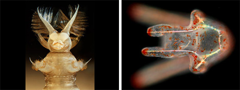 bug larvae photomicrographs