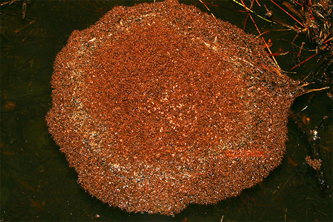 fire ant colony living raft