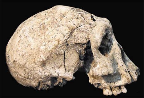 homo erectus georgia skull