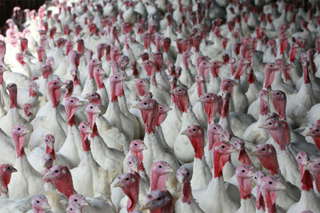 turkey farm biofuel