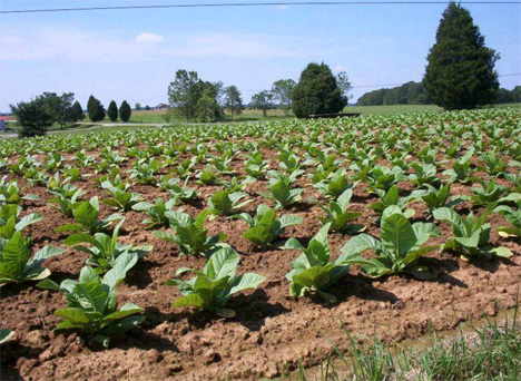 cash crops tobacco