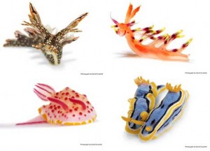 sea slug stuffed animal