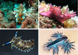 Splashy Sea Slugs: Candy-Colored Creatures of the Ocean | Gadgets ...