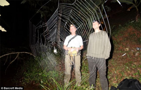 Photos: World's Biggest, Strongest Spider Webs Found