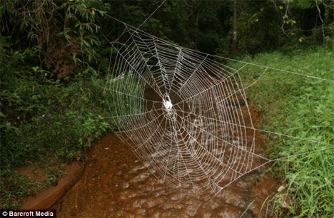 New protein found in strongest spider web material