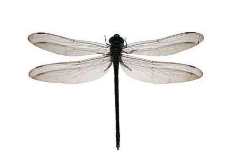 Insects With Wings