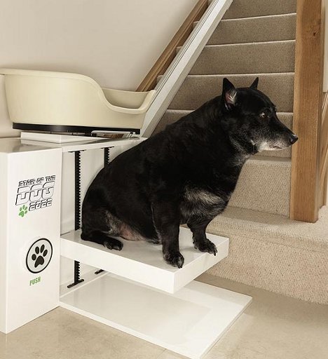 Absurd Canine Stair Lift Lets Plump Pups Rest Their Dogs Gadgets Science Technology