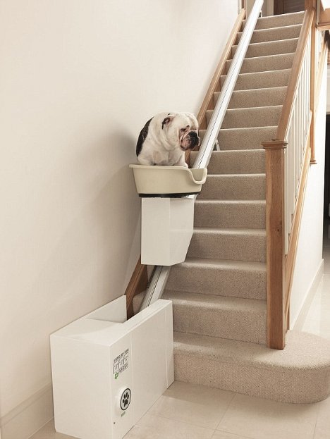 Absurd Canine Stair Lift Lets Plump Pups Rest Their Dogs Gadgets Science Technology