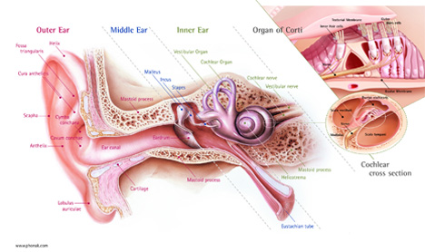 anatomy of an ear