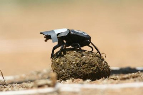 dung beetle navigation research