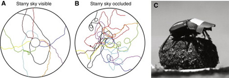 rolling paths of dung beetles