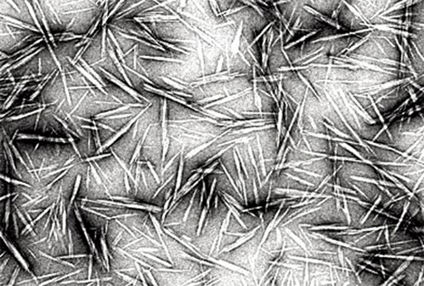 cellulose nanocrystals