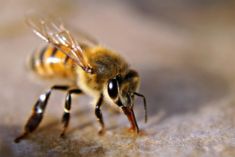 melittin in bee venom toxic to hiv