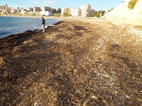 rotting seaweed on beach