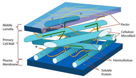 super strong cellulose material