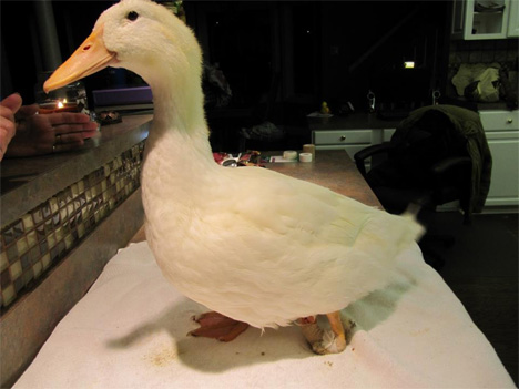 buttercup the duck
