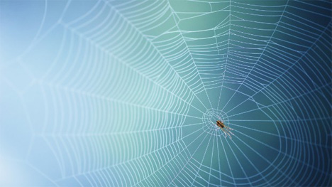 spider silk